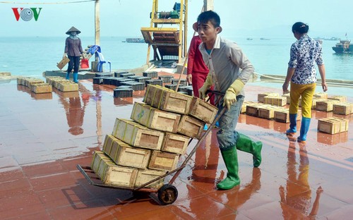 Quallenfang im Umfeld der Co To-Insel in Quang Ninh - ảnh 1